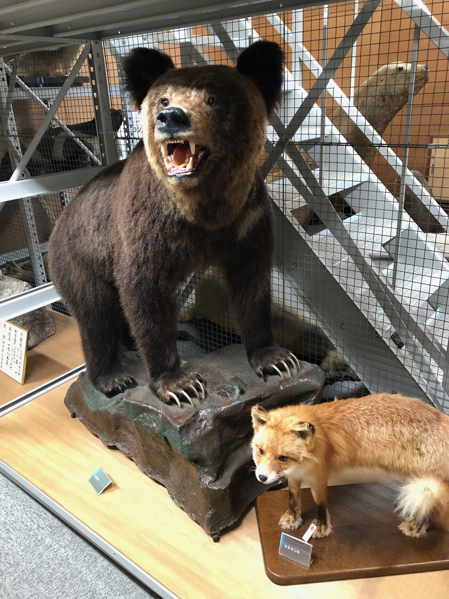 紋別の博物館にて: これこれ好きだったんですよ